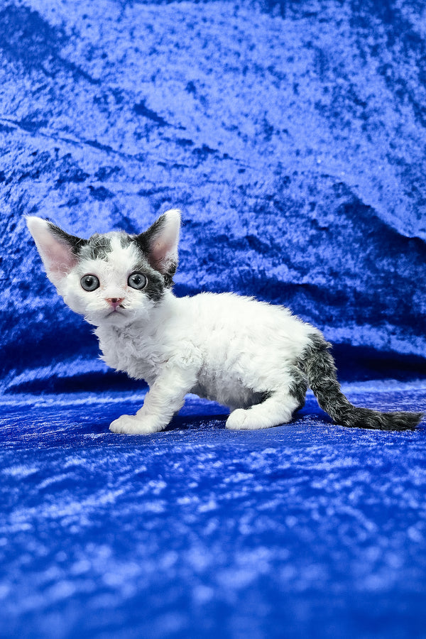 Ava | Devon Rex Kitten