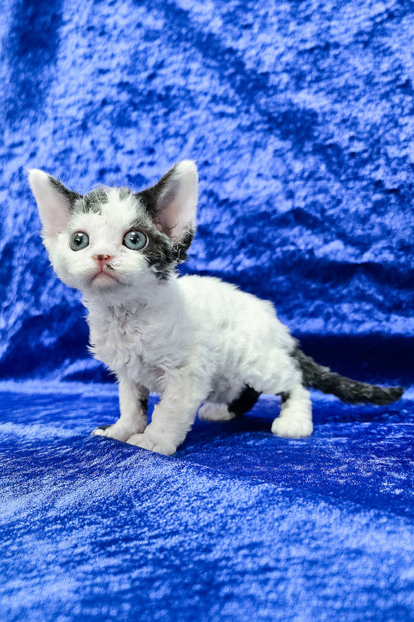 Ava | Devon Rex Kitten