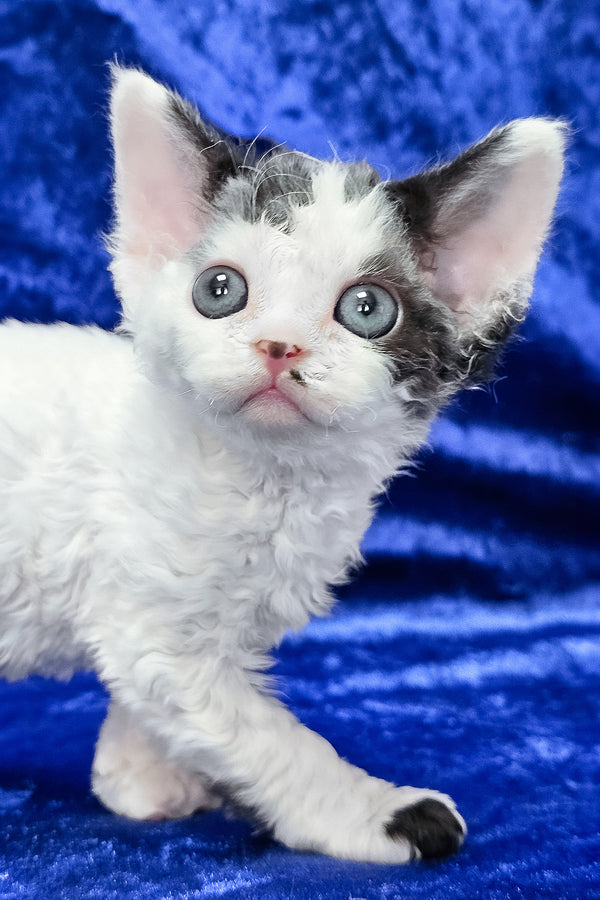 Ava | Devon Rex Kitten