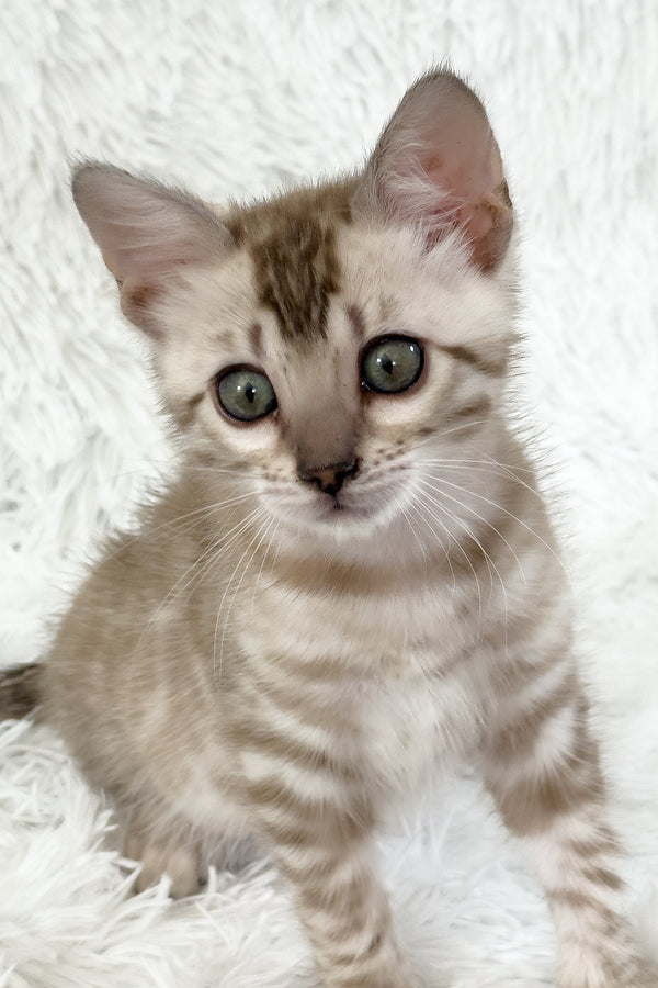 Aveline | Bengal Kitten