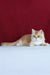 Axel | British Shorthair Kitten