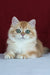 Axel | British Shorthair Kitten