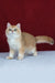 Axel | British Shorthair Kitten