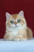Axel | British Shorthair Kitten