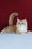 Axel | British Shorthair Kitten