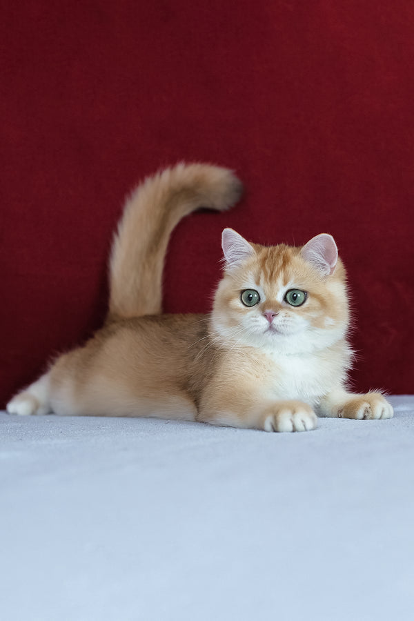 Axel | British Shorthair Kitten