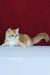 Axel | British Shorthair Kitten