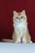 Axel | British Shorthair Kitten