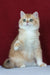 Axel | British Shorthair Kitten