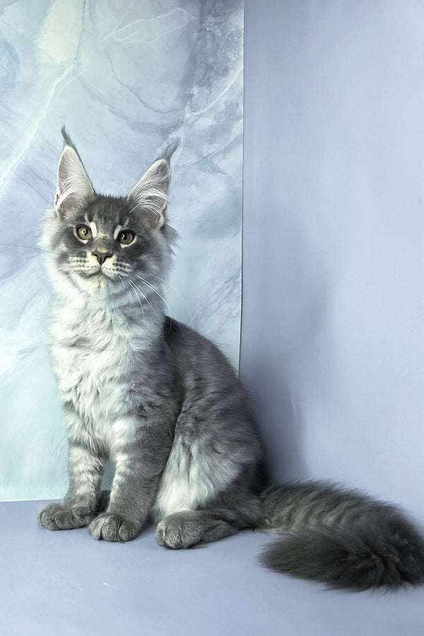 Axel | Maine Coon Kitten