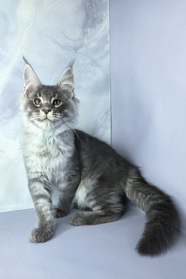 Axel | Maine Coon Kitten