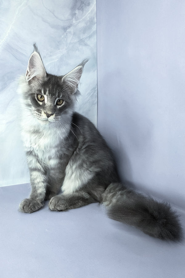 Axel | Maine Coon Kitten
