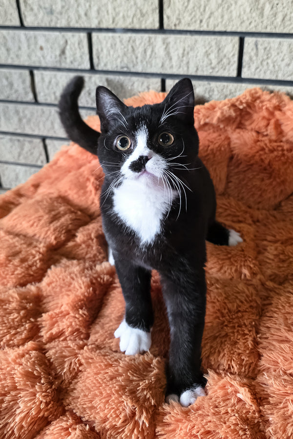 Ayax | British Shorthair Kitten