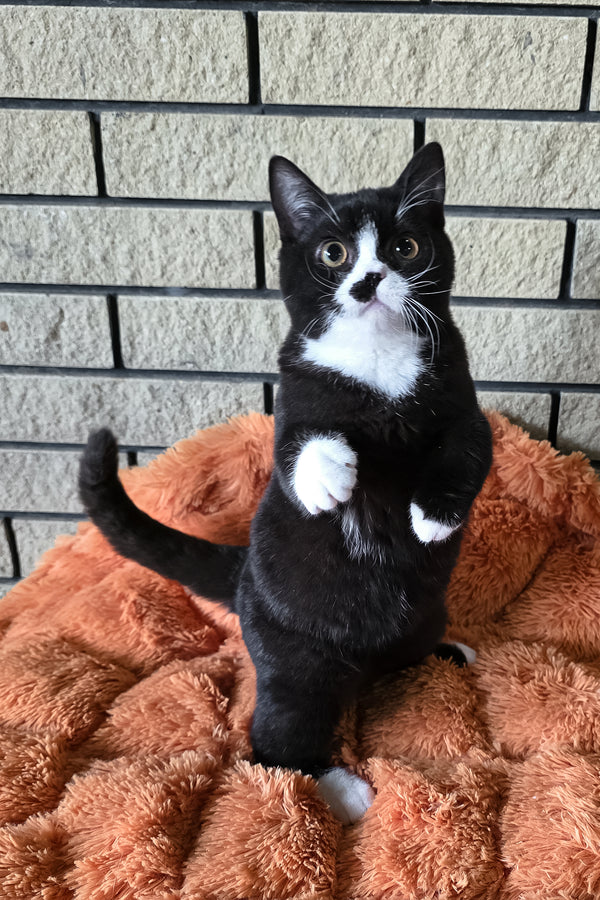 Ayax | British Shorthair Kitten