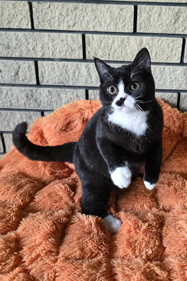 Ayax | British Shorthair Kitten