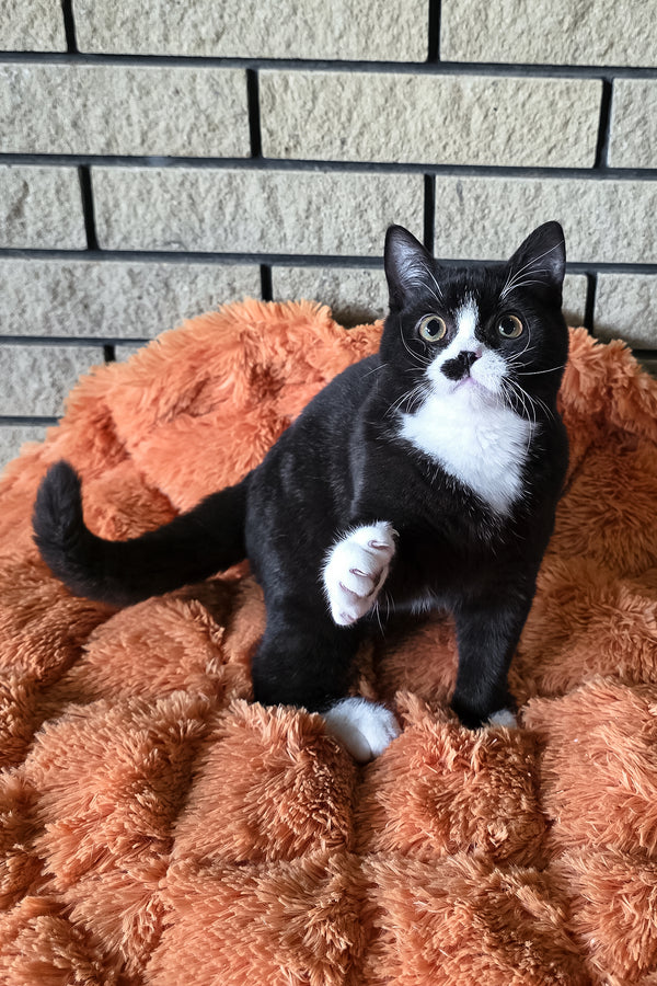 Ayax | British Shorthair Kitten