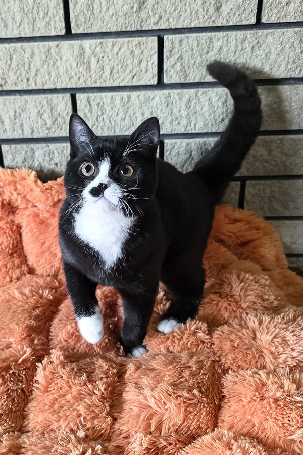 Ayax | British Shorthair Kitten