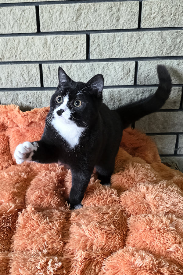 Ayax | British Shorthair Kitten