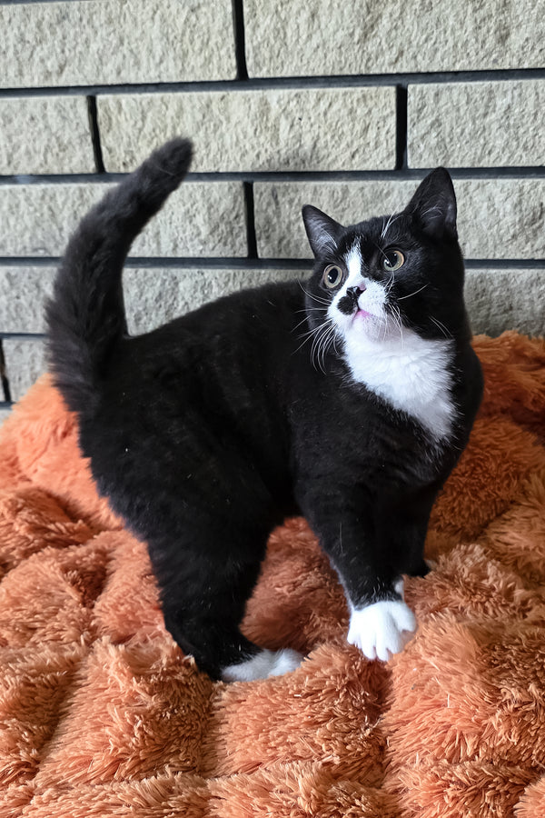 Ayax | British Shorthair Kitten