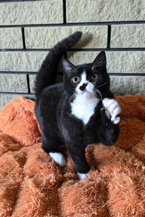 Ayax | British Shorthair Kitten