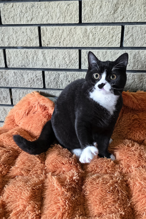 Ayax | British Shorthair Kitten