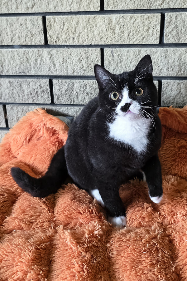 Ayax | British Shorthair Kitten