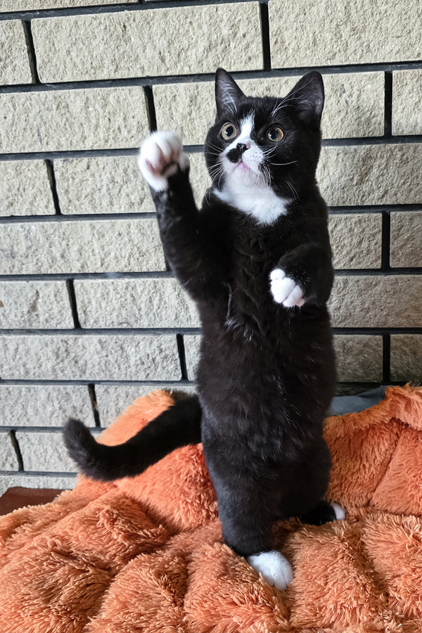 Ayax | British Shorthair Kitten