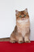 Aziza | British Shorthair Kitten