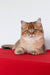 Aziza | British Shorthair Kitten