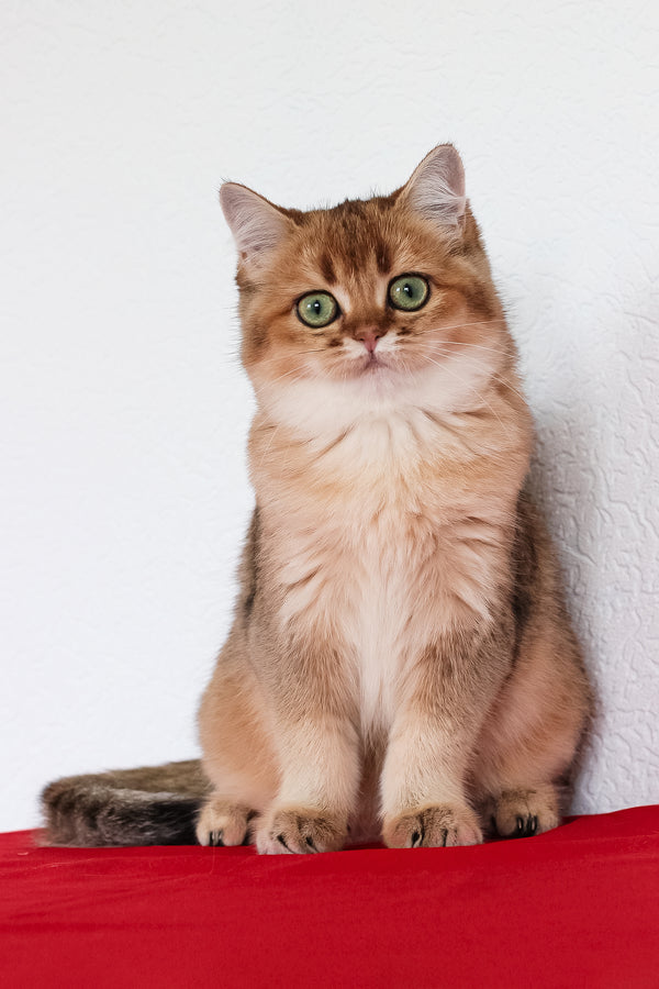 Aziza | British Shorthair Kitten