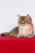 Aziza | British Shorthair Kitten