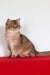 Aziza | British Shorthair Kitten