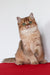 Aziza | British Shorthair Kitten