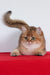 Aziza | British Shorthair Kitten