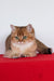 Aziza | British Shorthair Kitten