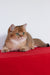 Aziza | British Shorthair Kitten
