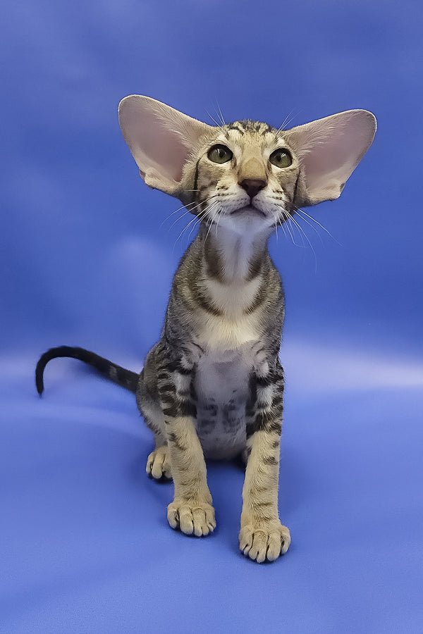 Azrael | Oriental Shorthair Kitten