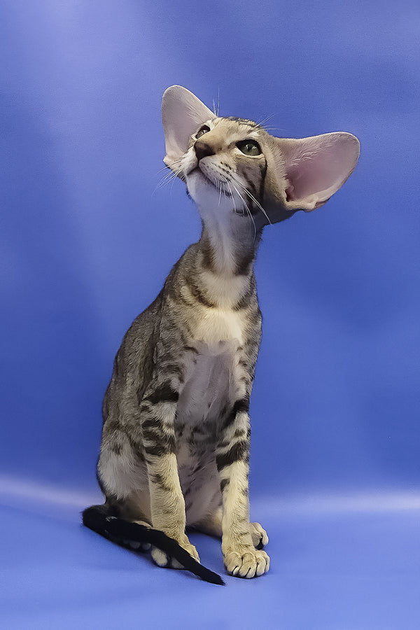 Azrael | Oriental Shorthair Kitten