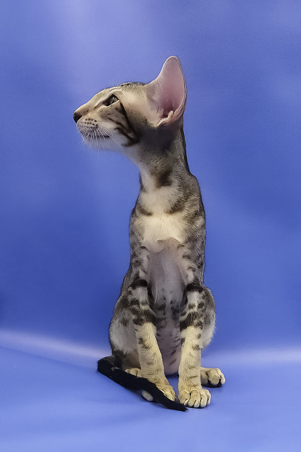 Azrael | Oriental Shorthair Kitten