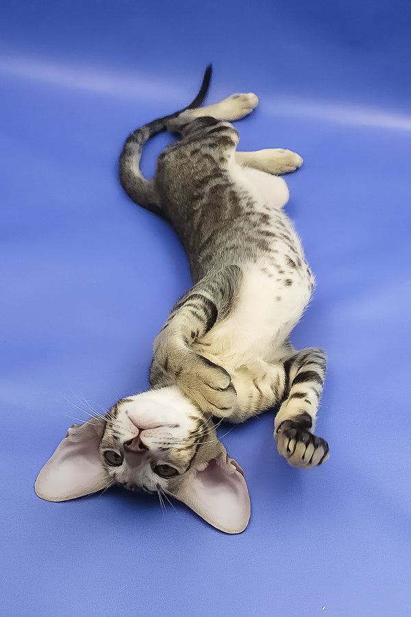 Azrael | Oriental Shorthair Kitten