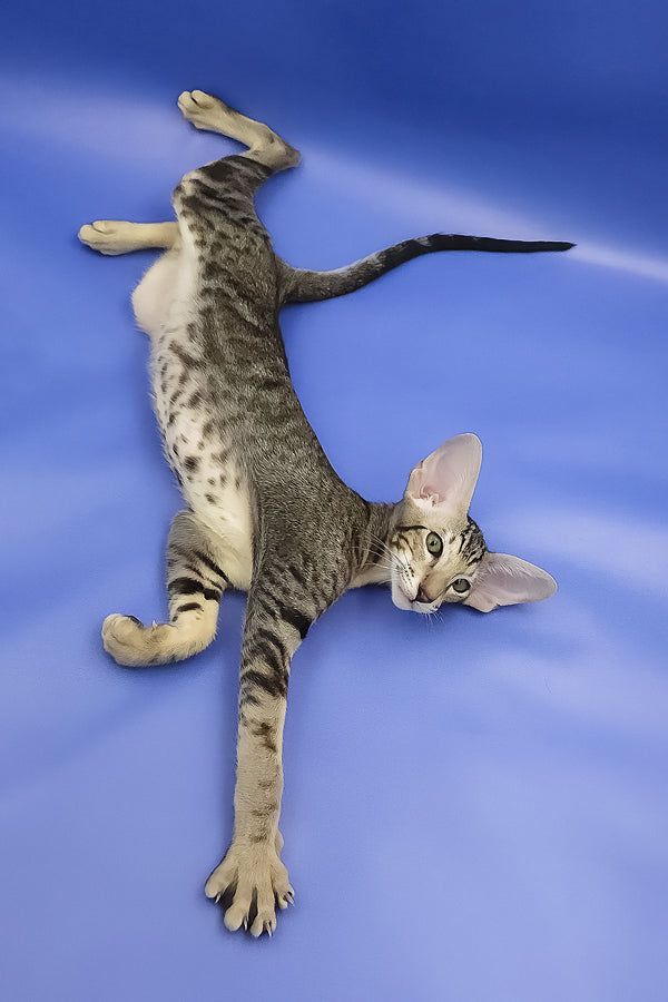 Azrael | Oriental Shorthair Kitten