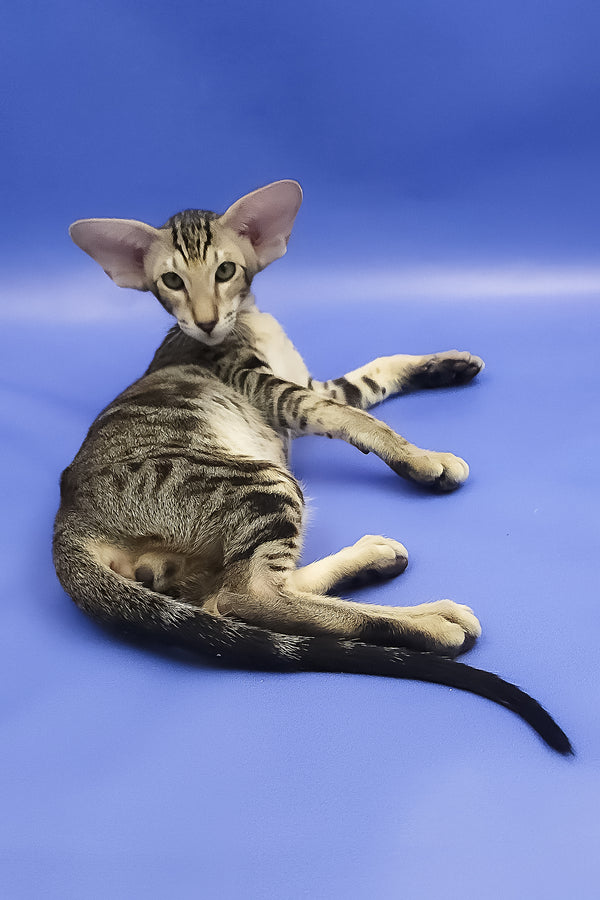 Azrael | Oriental Shorthair Kitten