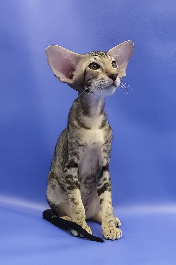 Azrael | Oriental Shorthair Kitten