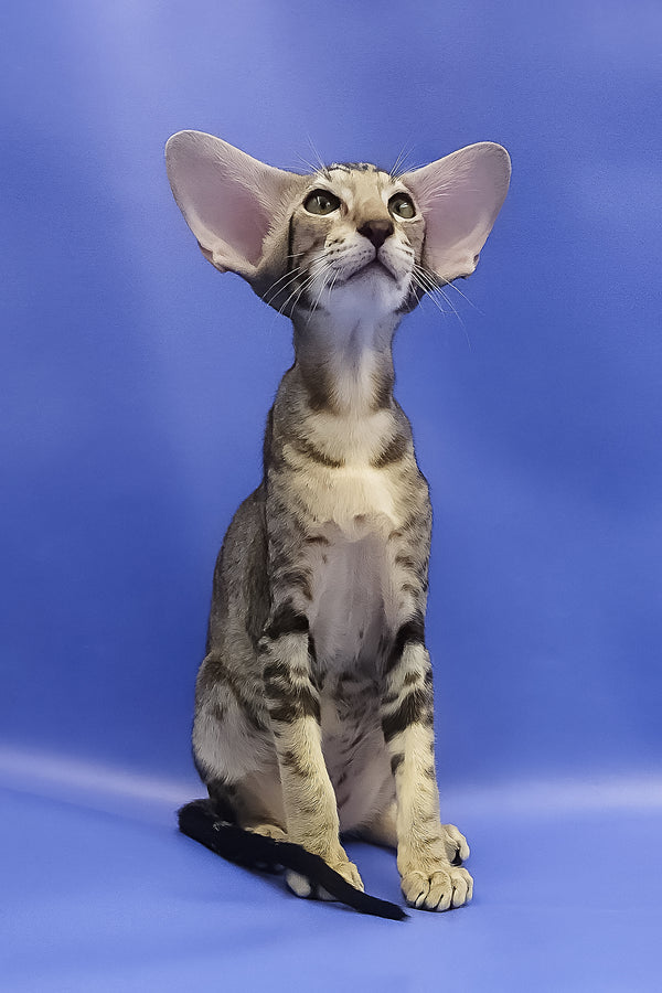 Azrael | Oriental Shorthair Kitten