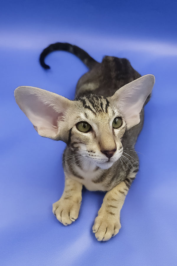 Azrael | Oriental Shorthair Kitten
