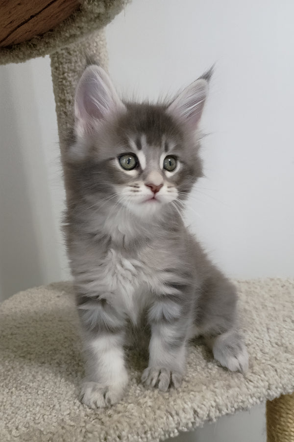 Azure | Maine Coon Kitten