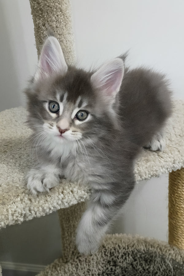 Azure | Maine Coon Kitten