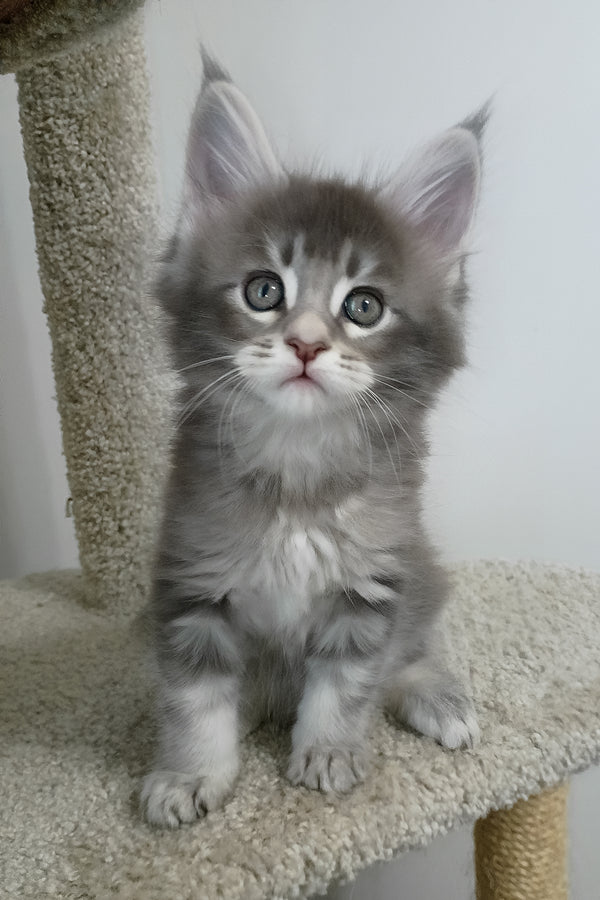 Azure | Maine Coon Kitten