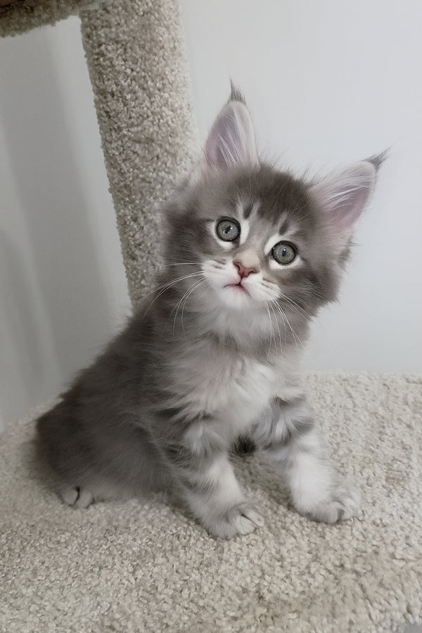 Azure | Maine Coon Kitten