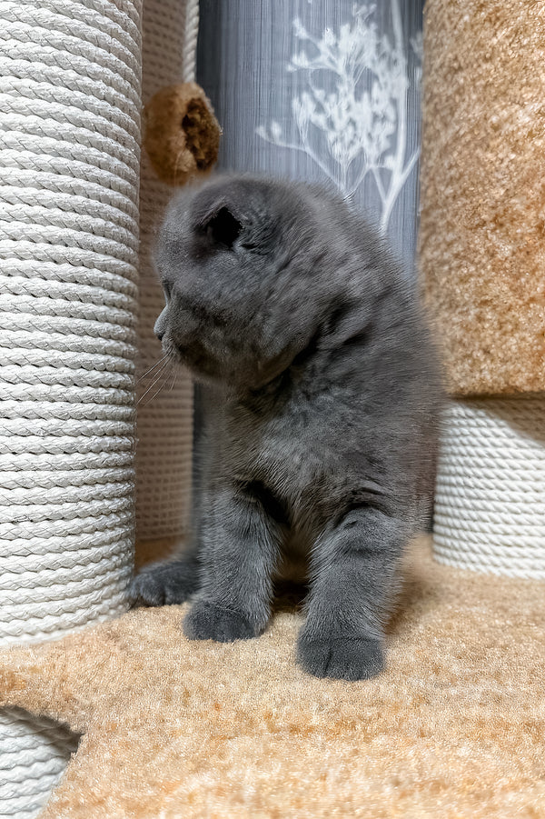 Baloo | Scottish Fold Kitten